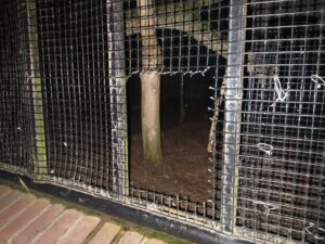 picture of the aviary fence cut open, at night